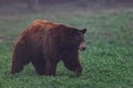 A black bear walking in the meadow Royalty Free Stock Photo