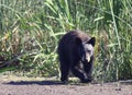 Black Bear Walking Close