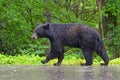 Black Bear walking in the rain. Royalty Free Stock Photo