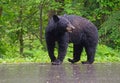 Black Bear walking in the rain. Royalty Free Stock Photo