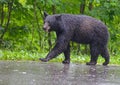 Black Bear walking in the rain, Smoky Mountains. Royalty Free Stock Photo