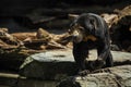 Black bear walking on rock