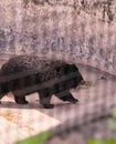 Black bear walking towards cave at chhatbir zoo, India Royalty Free Stock Photo