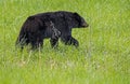 A Black Bear walks through a field of green grass. Royalty Free Stock Photo