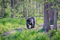 Black bear walks through forest in Spring Royalty Free Stock Photo