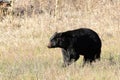 Blackbear in the dry grass