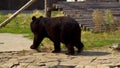 A black bear walks in the zoo. Dangerous predatory beast in a closed space among the rocks.