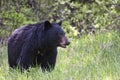 Black Bear in the wild Royalty Free Stock Photo