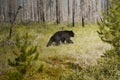 Black Bear in the wild