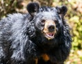 Black Bear Royalty Free Stock Photo