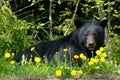 Black bear in wilderness