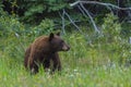 Black bear & x28;Ursus americanus& x29; with cinnamon colored fur, Jasper National Park