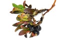 Black bearberry