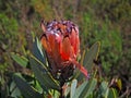 Black-bearded Protea - Protea neriifolia, Family Proteaceae