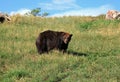 Black Bears at Bear Country