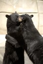 Black bears hugging