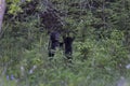 Black bears playing in a forest under the sunlight with a blurry background Royalty Free Stock Photo
