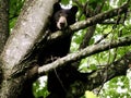 Black Bears in a Tree