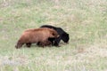 Black bears in Yellowstone NP