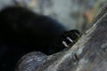 A black beast scratches the bark of a tree.