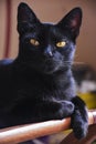 Black beatiful cat looking at the camera on a wooden chair