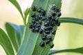 Black beatles while laying eggs