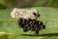 Black beatles while laying eggs