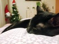 Black beautiful cat sleeping on the bed close-up. Blurred background with christmas gnome and tree