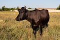 Black beautiful dairy cow on a summer field