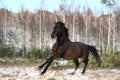 Black beautiful holsteiner galloping free Royalty Free Stock Photo