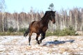 Black beautiful holsteiner galloping free Royalty Free Stock Photo
