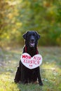 Black beautiful Labrador in the woods. On his chest hangs a sign in the shape of a heart. On sign the inscription in Russian - My Royalty Free Stock Photo