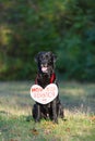 Black beautiful Labrador in the woods. On his chest hangs a sign in the shape of a heart. On sign the inscription in Russian - My Royalty Free Stock Photo