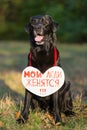 Black beautiful Labrador in the woods. On his chest hangs a sign in the shape of a heart. On sign the inscription in Russian - My Royalty Free Stock Photo