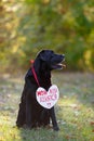 Black beautiful Labrador in the woods. On his chest hangs a sign in the shape of a heart. On sign the inscription in Russian - My Royalty Free Stock Photo