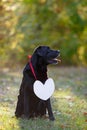 Black beautiful Labrador in the woods. On his chest hangs a white sign in the shape of a heart. Warm autumn evening in the forest Royalty Free Stock Photo