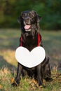 Black beautiful Labrador in the woods. On his chest hangs a white sign in the shape of a heart. Warm autumn evening in the forest Royalty Free Stock Photo