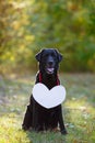 Black beautiful Labrador in the woods. On his chest hangs a white sign in the shape of a heart. Warm autumn evening in the forest Royalty Free Stock Photo