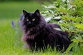 Black and beautiful norwegian forest cat female in garden Royalty Free Stock Photo