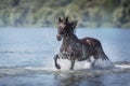 Black horse inb water Royalty Free Stock Photo