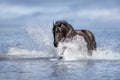 Black horse in water Royalty Free Stock Photo