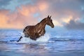 Horse free run in water Royalty Free Stock Photo