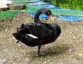Black Beauty, A Black Swan Royalty Free Stock Photo
