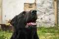 Black Beauty German Shepherd. The best friend of man from among Royalty Free Stock Photo