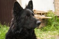 Black Beauty German Shepherd. The best friend of man from among Royalty Free Stock Photo