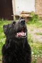 Black Beauty German Shepherd. The best friend of man from among Royalty Free Stock Photo