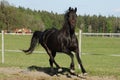 Black friese warmblood mare canter in pasture