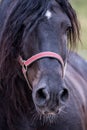 Black beauty Royalty Free Stock Photo