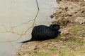 Black beaver rat or nutria at the farm near the lake Royalty Free Stock Photo