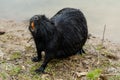 Black beaver rat or nutria at the farm near the lake Royalty Free Stock Photo